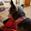 Candy Crush dog collar handmade adjustable buckle collar 1" wide or leash $6 - Petcollarshandmades