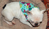 Cupcakes Dog Bandana, Over the Collar dog bandana, Dog collar bandana, puppy - Petcollarshandmades