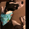Piggies dog collar handmade adjustable buckle collar 1" wide leash fabric $6 - Petcollarshandmades