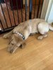 David Bowie dog collar Handmade adjustable buckle 1" or 5/8"wide or leash Rocker Petcollarshandmade