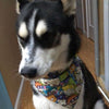 Bruce Springsteen Dog Bandana Over the Collar dog bandana Dog collar bandana Petcollarshandmade