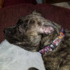 Frankenstein dog collar handmade adjustable buckle collar 1"or 5/8"wide or leash Petcollarshandmade
