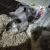 Michael dog collar handmade adjustable buckle collar 5/8" wide or leash fabric - Petcollarshandmades
