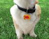 Cheetos Dog collar handmade adjustable buckle collar 5/8"wide or leash small dog Petcollarshandmade