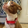 Pink Flamingo dog collar Handmade adjustable buckle collar 1" wide or leash $6 - Petcollarshandmades