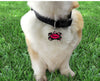 SF 49ers dog collar handmade adjustable buckle collar football 1" wide or leash Petcollarshandmade
