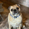 I Love Lucy Dog Bandana Over the Collar dog bandana Dog collar bandana puppy - Petcollarshandmades