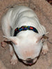 Sailor Moon dog collar, handmade, adjustable, buckle collar,1" wide, leash - Petcollarshandmades