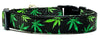 Weed/Herbs dog collar handmade adjustable buckle collar 5/8" wide or leash Petcollarshandmade