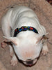 Cartoon dog collar handmade adjustable buckle collar 5/8" wide or leash Petcollarshandmade