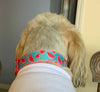 Watermelon dog collar handmade adjustable buckle collar 1" wide or leash Petcollarshandmade