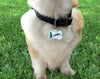Cactus dog collar handmade adjustable buckle collar 5/8" wide or leash fabric Petcollarshandmade