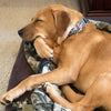 Friends dog collar Handmade adjustable buckle collar 1" wide or leash TV show - Petcollarshandmades