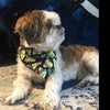 Watermelon dog collar handmade adjustable buckle collar 5/8" wide or leash Petcollarshandmade