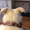 Cactus cat or small dog collar 1/2"wide adjustable handmade bell or leash Petcollarshandmade