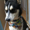 Dolly Parton Dog Bandana Over the Collar bandana Dog collar bandana Country singer Petcollarshandmade