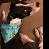 Horror dog collar handmade 12.00 all sizes adjustable buckle collar 1"wide leash - Petcollarshandmades